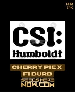Cherry Pie x F1 Durb (Feminized) (space) CSI Humboldt