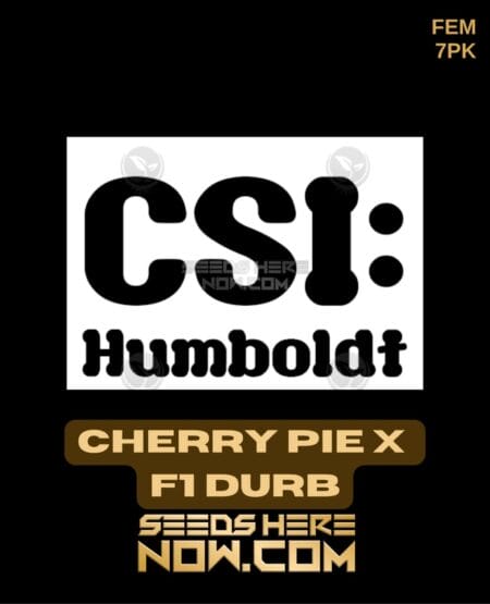 Csi Humboldt - Cherry Pie X F1 Durb {fem} [7pk]