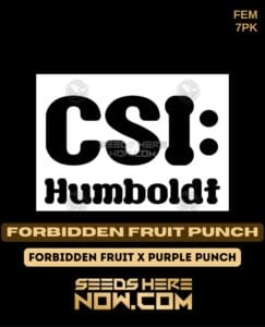 Forbidden fruit punch (feminized) - csi humboldt