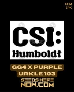 GG4 x Purple Urkle 103 (Feminized) (space) CSI Humboldt