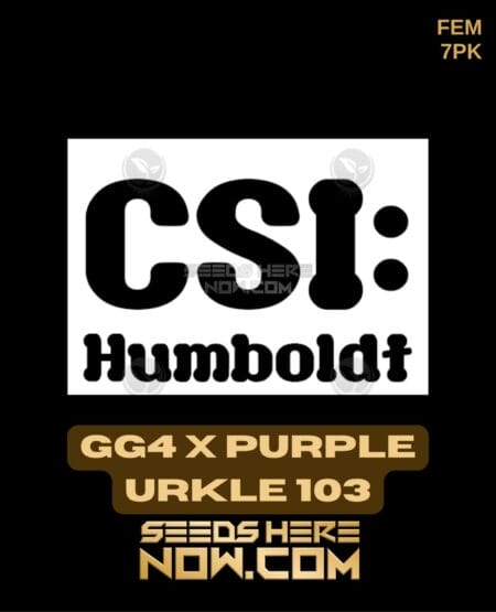 Csi Humboldt - Gg4 X Purple Urkle 103 Fem 7pk
