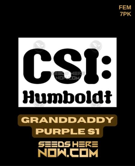 Csi Humboldt - Granddaddy Purple S1 {fem} [7pk]