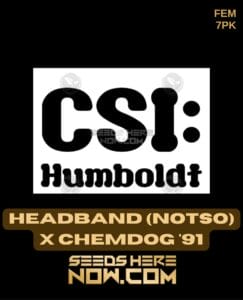 Headband x Chemdog '91 (Feminized) (space) CSI Humboldt
