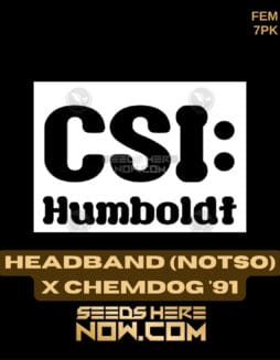 CSI Humboldt - Headband x Chemdog '91 {FEM} [7pk]CSI Humboldt - Headband x Chemdog '91 {FEM} [7pk]