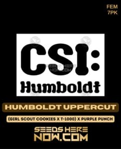 Humboldt Uppercut (feminized) - Csi Humboldt