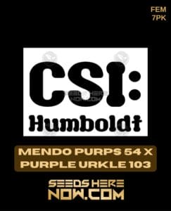 Mendo Purps 54 x Purple Urkle 103 (Feminized) (space) CSI Humboldt