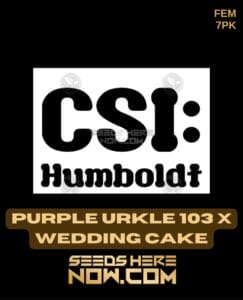 Purple Urkle 103 X Wedding Cake (feminized) - Csi Humboldt
