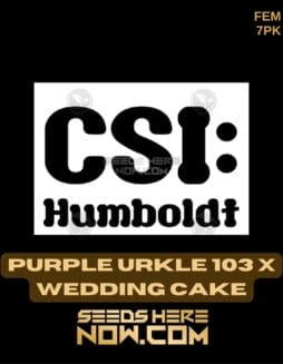 CSI Humboldt - Purple Urkle 103 x Wedding Cake {FEM} [7pk]Csi Humboldt - Purple Urkle 103 X Wedding Cake {fem} [7pk]