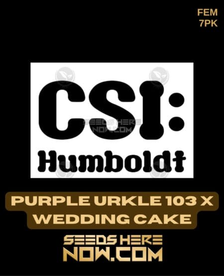 Csi Humboldt - Purple Urkle 103 X Wedding Cake {fem} [7pk]