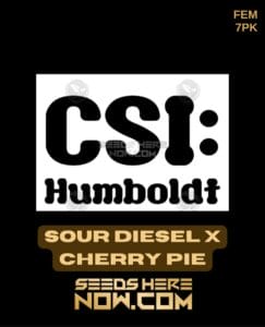 Sour Diesel x Cherry Pie (Feminized) (space) CSI Humboldt