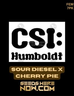 CSI Humboldt - Sour Diesel x Cherry Pie {FEM} [7pk]CSI Humboldt - Sour Diesel x Cherry Pie {FEM} [7pk]
