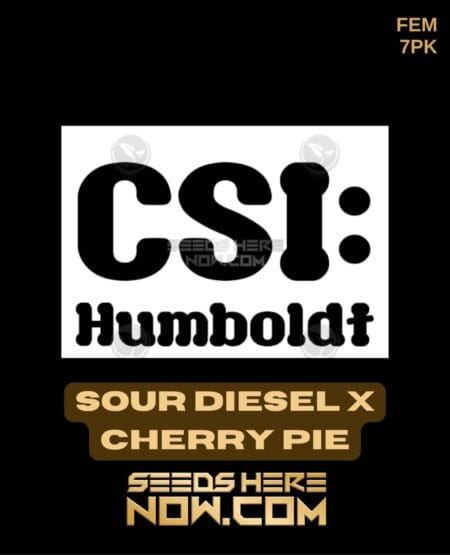 Csi Humboldt - Sour Diesel X Cherry Pie {fem} [7pk]