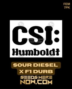 Sour Diesel x F1 Durb (Feminized) (space) CSI Humboldt