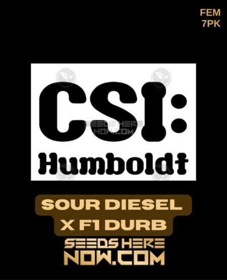 Csi Humboldt - Sour Diesel X F1 Durb {fem} [7pk]