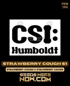 Strawberry Cough S1 (feminized) - Csi Humboldt
