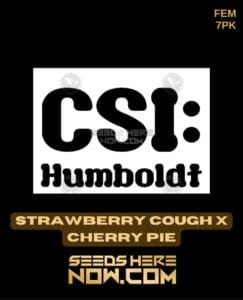 Strawberry Cough x Cherry Pie (Feminized) (space) CSI Humboldt