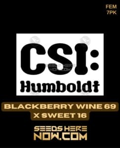 Sweet Blackberry Wine (feminized) - Csi Humboldt