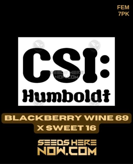 Csi Humboldt - Sweet Blackwater Wine {fem} [7pk]