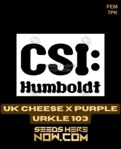 Uk Cheese X Purple Urkle 103 (feminized) - Csi Humboldt