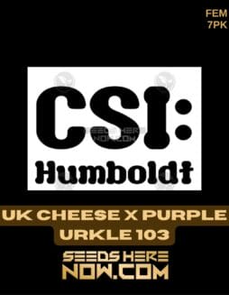 CSI Humboldt - UK Cheese x Purple Urkle 103 {FEM} [7pk]CSI Humboldt - UK Cheese x Purple Urkle 103 {FEM} [7pk]