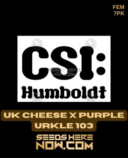 Csi Humboldt - Uk Cheese X Purple Urkle 103 {fem} [7pk]