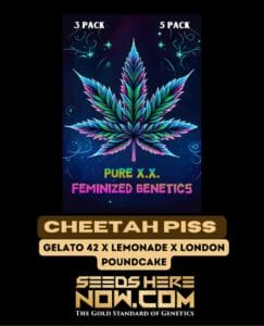 Cheetah Piss S1 (feminized) - Pure Xx
