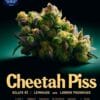 Cheetah Piss S1 (feminized) - Pure Xx