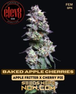 Baked Apple Cherries (feminized) - Elev8 Seeds