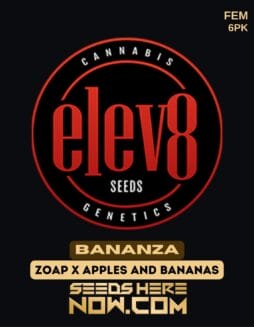 Elev8 Seeds - Bananza {FEM} [6pk]Elev8 Seeds - Bananza {fem} [6pk]