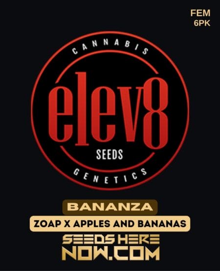 Elev8 Seeds - Bananza {fem} [6pk]