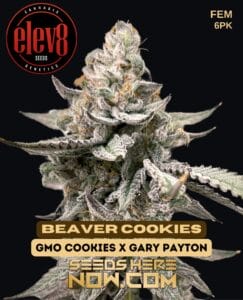 Beaver Cookies (feminized) - Elev8 Seeds