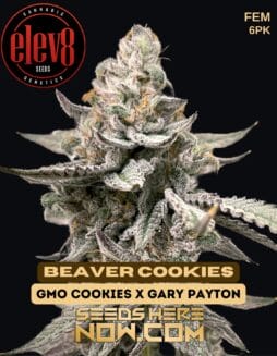 Elev8 Seeds - Beaver Cookies {FEM} [6pk]Elev8 Seeds - Beaver Cookies {fem} [6pk]