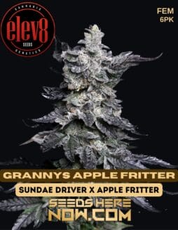 Elev8 Seeds - Grannys Apple Fritter {FEM} [6pk]Elev8 Seeds - Grannys Apple Fritter {fem} [6pk]