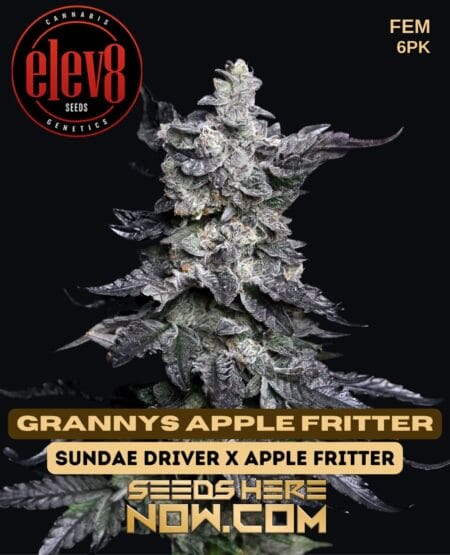 Elev8 Seeds - Grannys Apple Fritter {fem} [6pk]