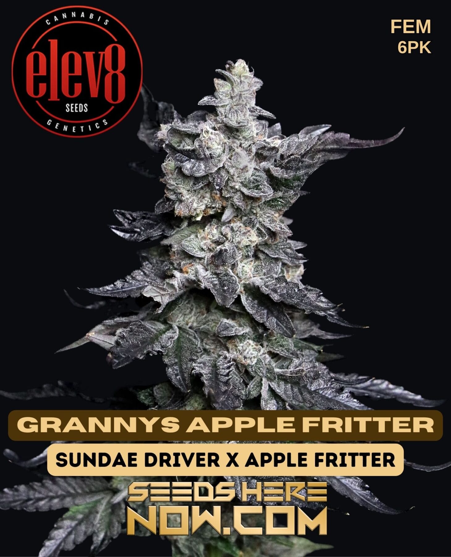 Elev8 Seeds – Grannys Apple Fritter {FEM} [6pk] - Seeds Here Now