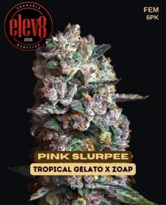 Pink slurpee (feminized) - elev8 seeds