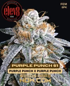 Purple Punch S1 (feminized) - Elev8 Seeds