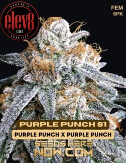 Elev8 Seeds - Purple Punch S1 {FEM} [6pk]20-25%, 8-10 weeks, indica dominant, Purple Punch lineage, dense buds, rounded buds, frosty trichomes, deep purple hues, vibrant green backdrop, grape aroma, berry undertones, visually stunning, sweet scent, Elev8 Seeds, Purple Punch S1