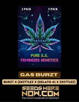 Pure XX - Gas Burzt {FEM}