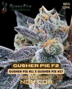 Gusher Pie F2 (Regular) - Green Fire Genetics