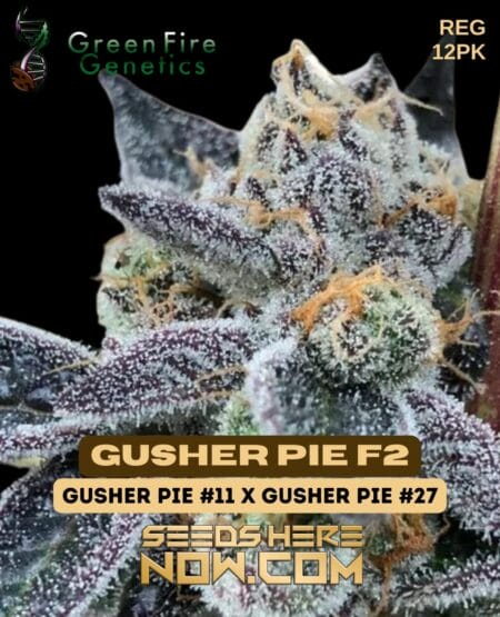 Green Fire Genetics - Gusher Pie F2 {reg} [12pk]