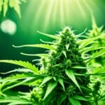 Natural Pest Prevention for Feminized Cannabis Plants