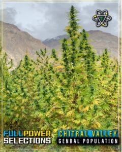 Chitral valley, general population (regular) - indian landrace exchange