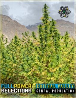 Indian Landrace Exchange - Chitral Valley, General Population {REG} [10pk]Indian Landrace Exchange - Chitral Valley, General Population {reg} [10pk]
