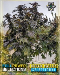 Hopar Valley, Selection #1 (regular) - Indian Landrace Exchange