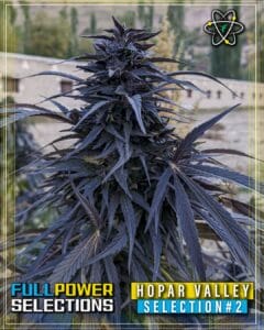 Hopar Valley, Selection #2 (regular) - Indian Landrace Exchange