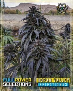 Hopar Valley, Selection #3 (Regular) (space) Indian Landrace Exchange