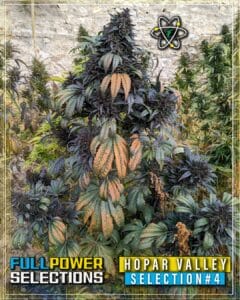 Hopar Valley, Selection #4 (Regular) (space) Indian Landrace Exchange