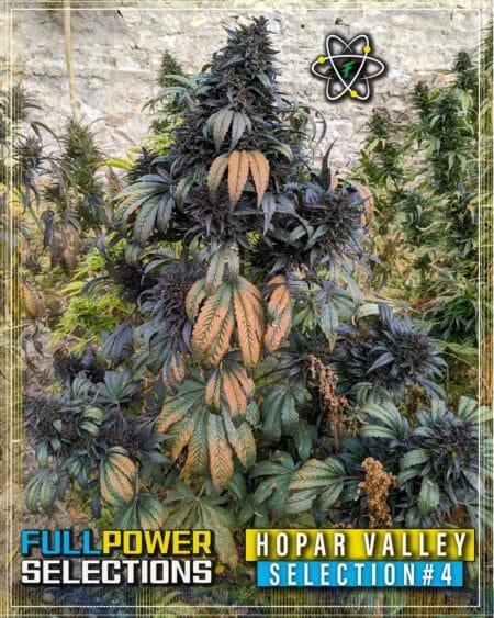 Hopar Valley, Selection #4 (Regular) (space) Indian Landrace Exchange