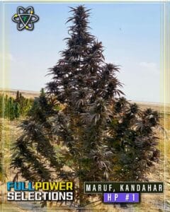 Maruf, Kandahar, HP #1 (Regular) - Indian Landrace Exchange